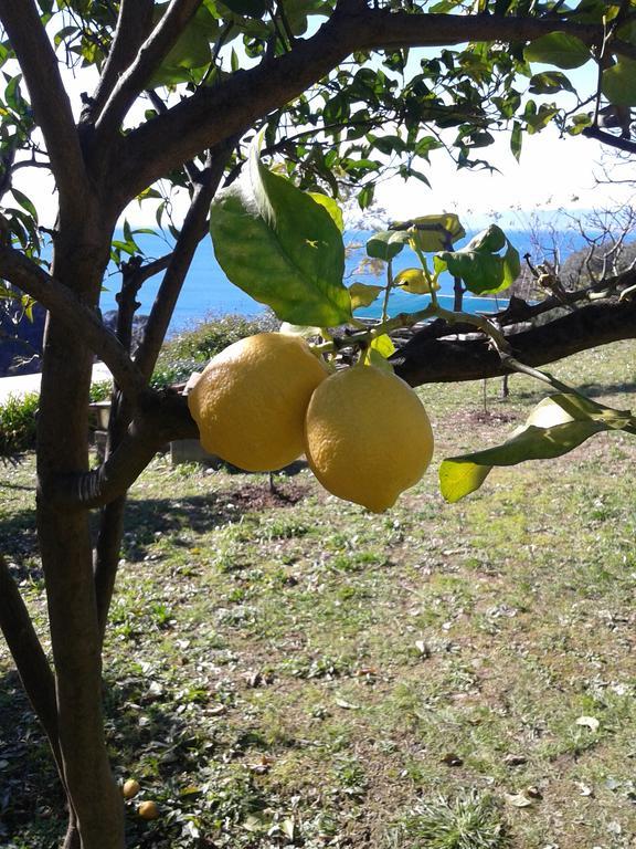 Le Clementine B&B Camogli Exterior photo